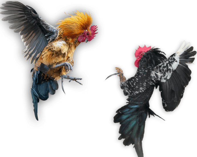 cockfight ae76a6fec101a41eca1bed8ed885696ea049b41074d3c5555217bd41727a35f4