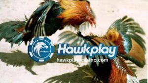 Magkano ang halaga ng isang Panabong na Tandang Hawkplay