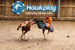 Paano Ka Maghahanda ng Isang Pang Sabong na Tandang Hawkplay