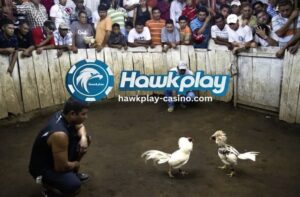 Legalidad ng Sabong sa Honduras Hawkplay